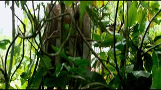 The Green Inferno Movie Trailer 2