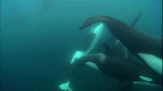 Blackfish Movie Clip