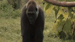Animals Movie Clip