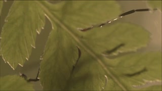 Prospect Movie Trailer